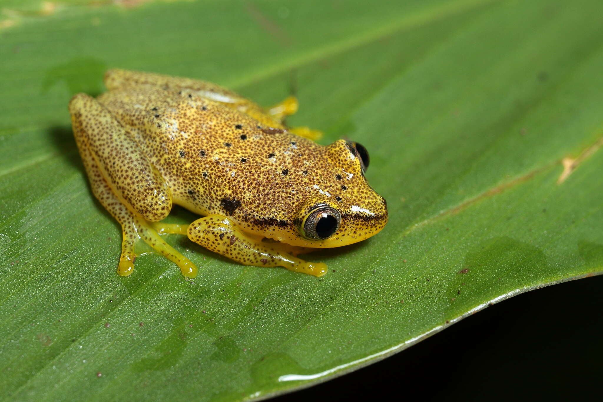 Image of Betsileo Reed Frog