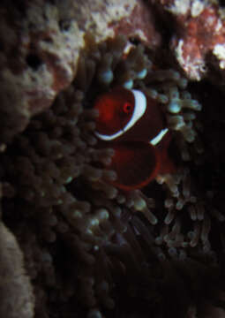 Image de Amphiprion biaculeatus (Bloch 1790)