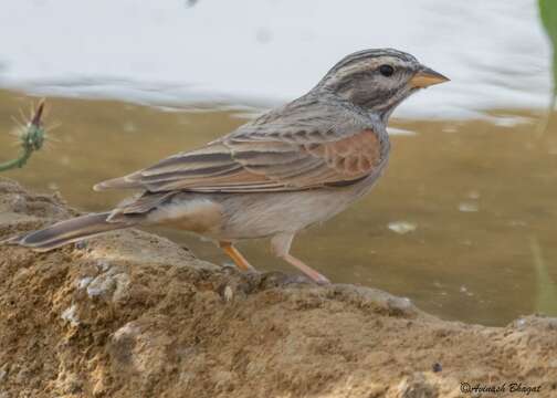 Image of House Bunting