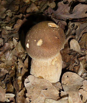 Imagem de Boletus reticulatus Schaeff. 1774