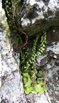 Image of Umbilicus rupestris (Salisb.) Dandy