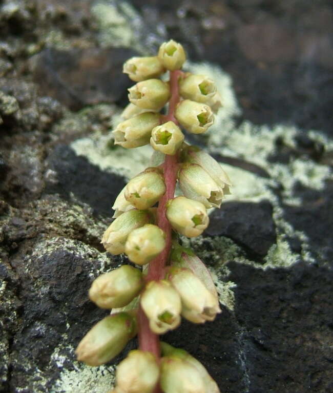 Image of Umbilicus rupestris (Salisb.) Dandy