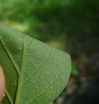 Image of honeysuckle