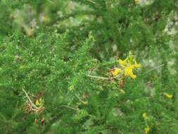 Image of Canary Island flatpod