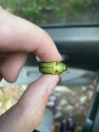 Image of LeConte's Chrysina