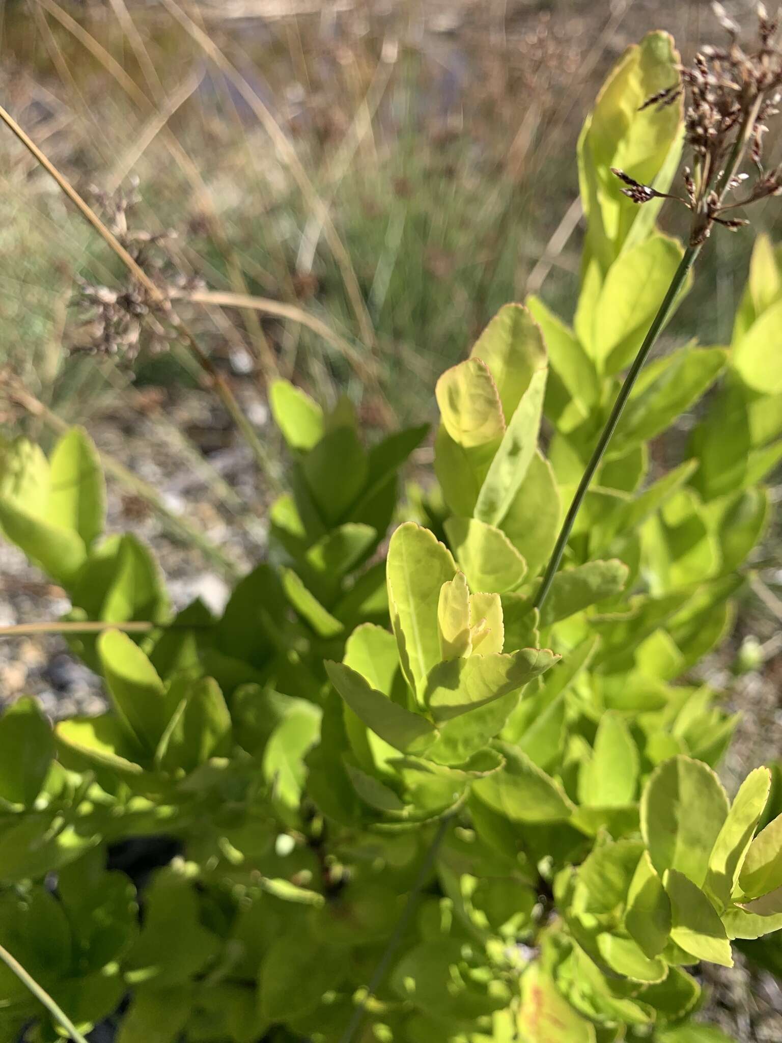 Image of maidenberry