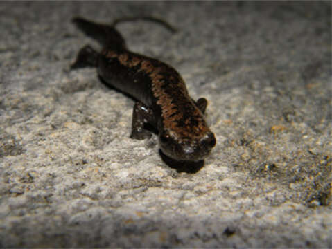 Image of Yucatan Mushroomtongue Salamander