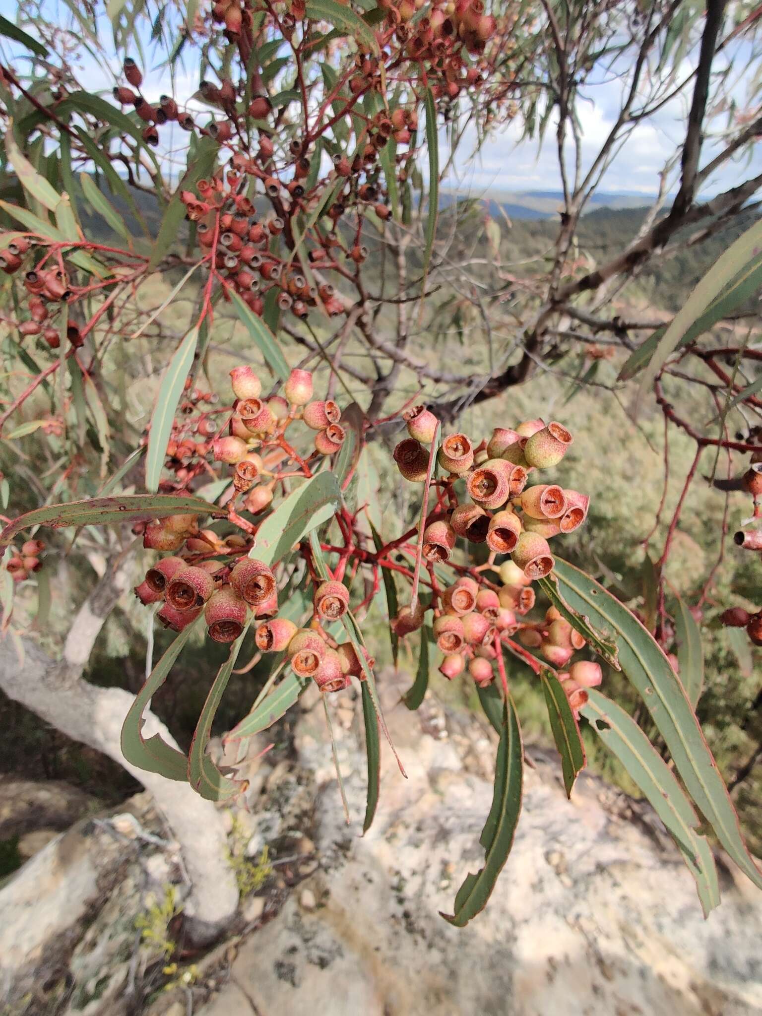 Слика од Corymbia trachyphloia (F. Müll.) K. D. Hill & L. A. S. Johnson