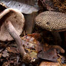 Tylopilus rufonigricans T. W. Henkel 1999 resmi