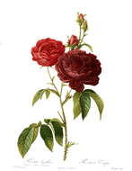 Image of French rose