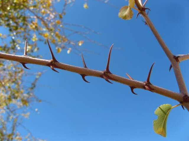 Image of Buffalo-thorn