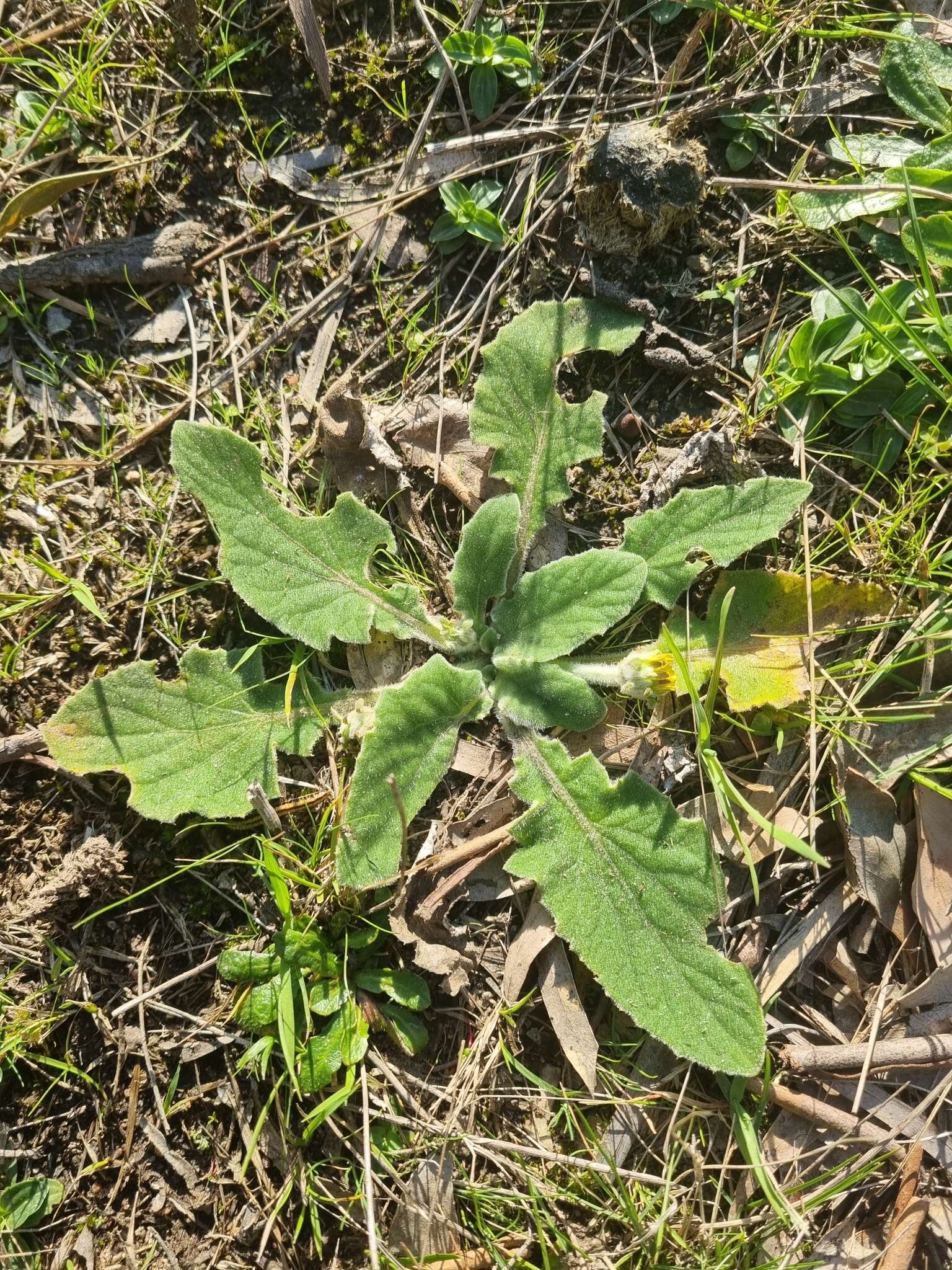 Cymbonotus preissianus Steetz resmi