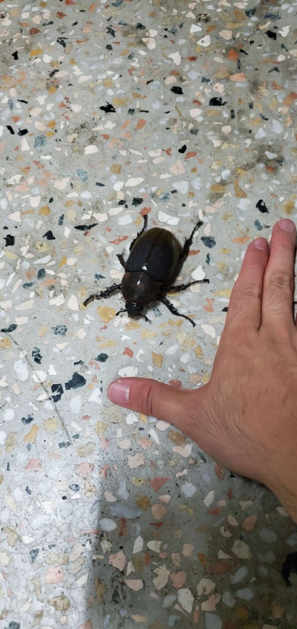 Image of Hercules Beetle