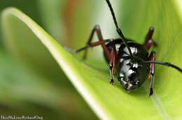 Image of Polyrhachis rastellata (Latreille 1802)