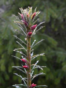 Image of Douglas Fir