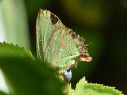 Image de Cyanophrys longula (Hewitson 1868)