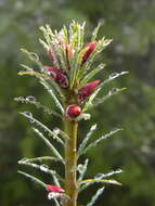 Image of Douglas Fir