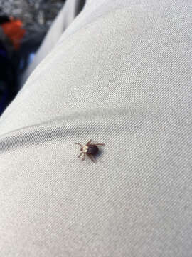 Image of Rocky Mountain Wood Tick