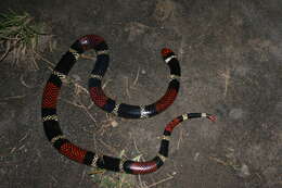 صورة Micrurus surinamensis (Cuvier 1817)