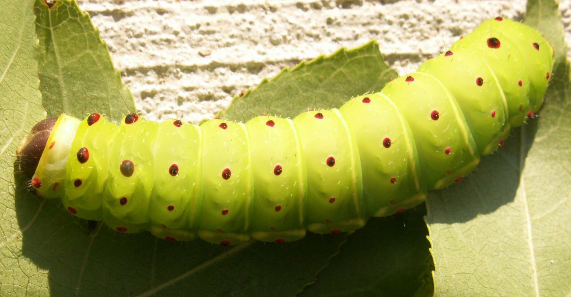 Image of Luna Moth