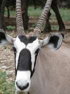 Image of Gemsbok