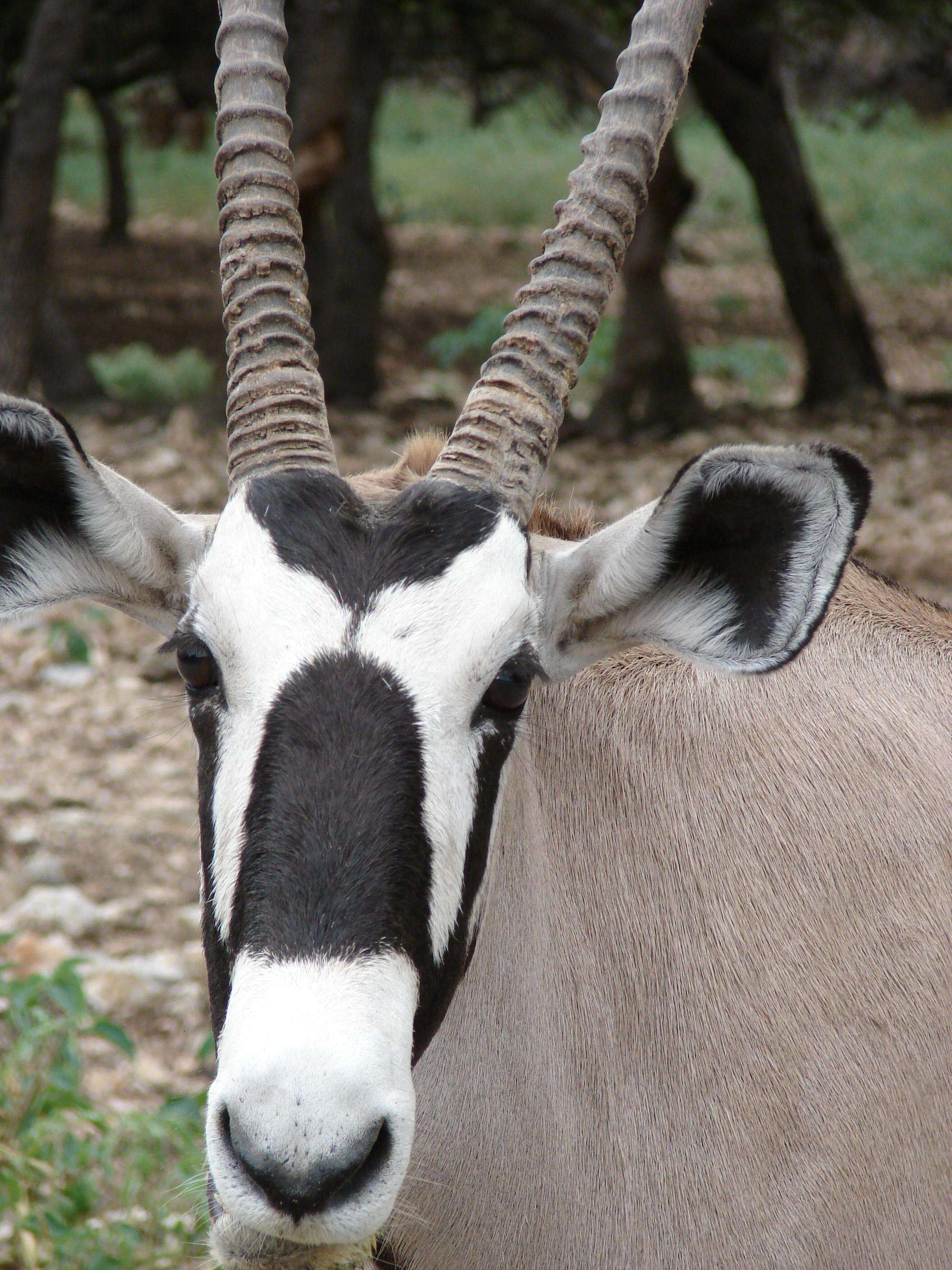 Image of Gemsbok