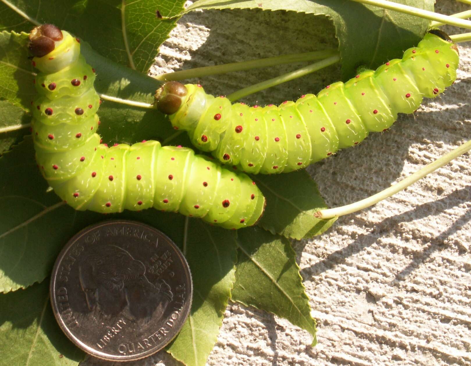 Image of Luna Moth