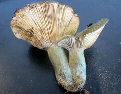 Слика од Lactarius atroviridis Peck 1889