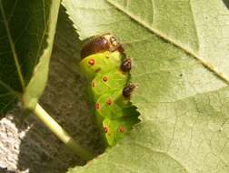 Image of Luna Moth