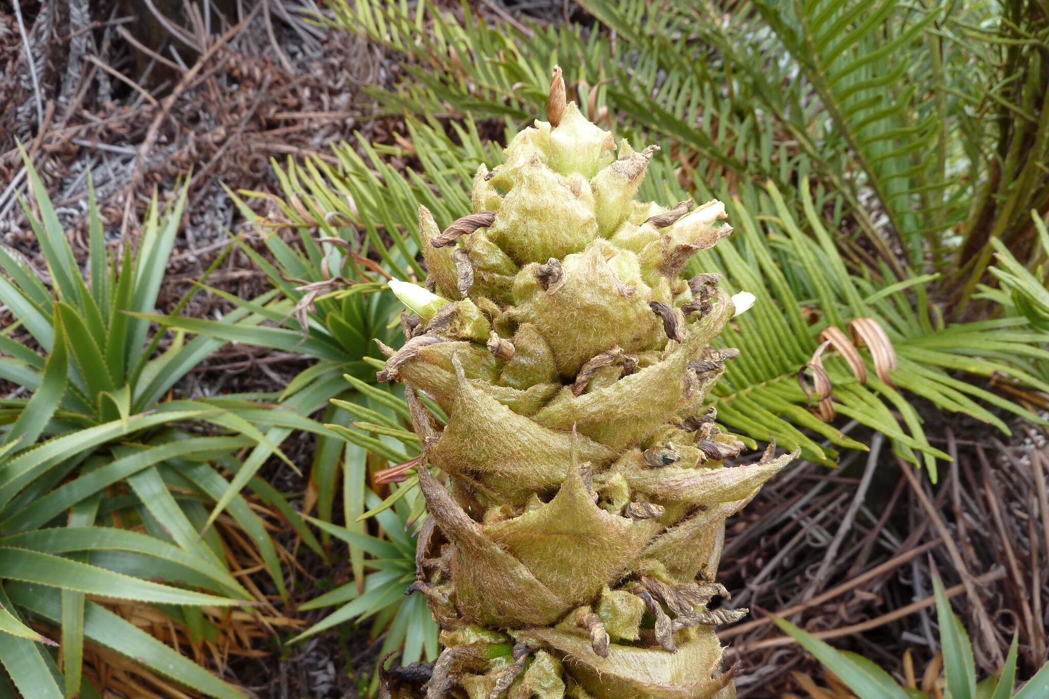 Puya cuatrecasasii L. B. Sm.的圖片