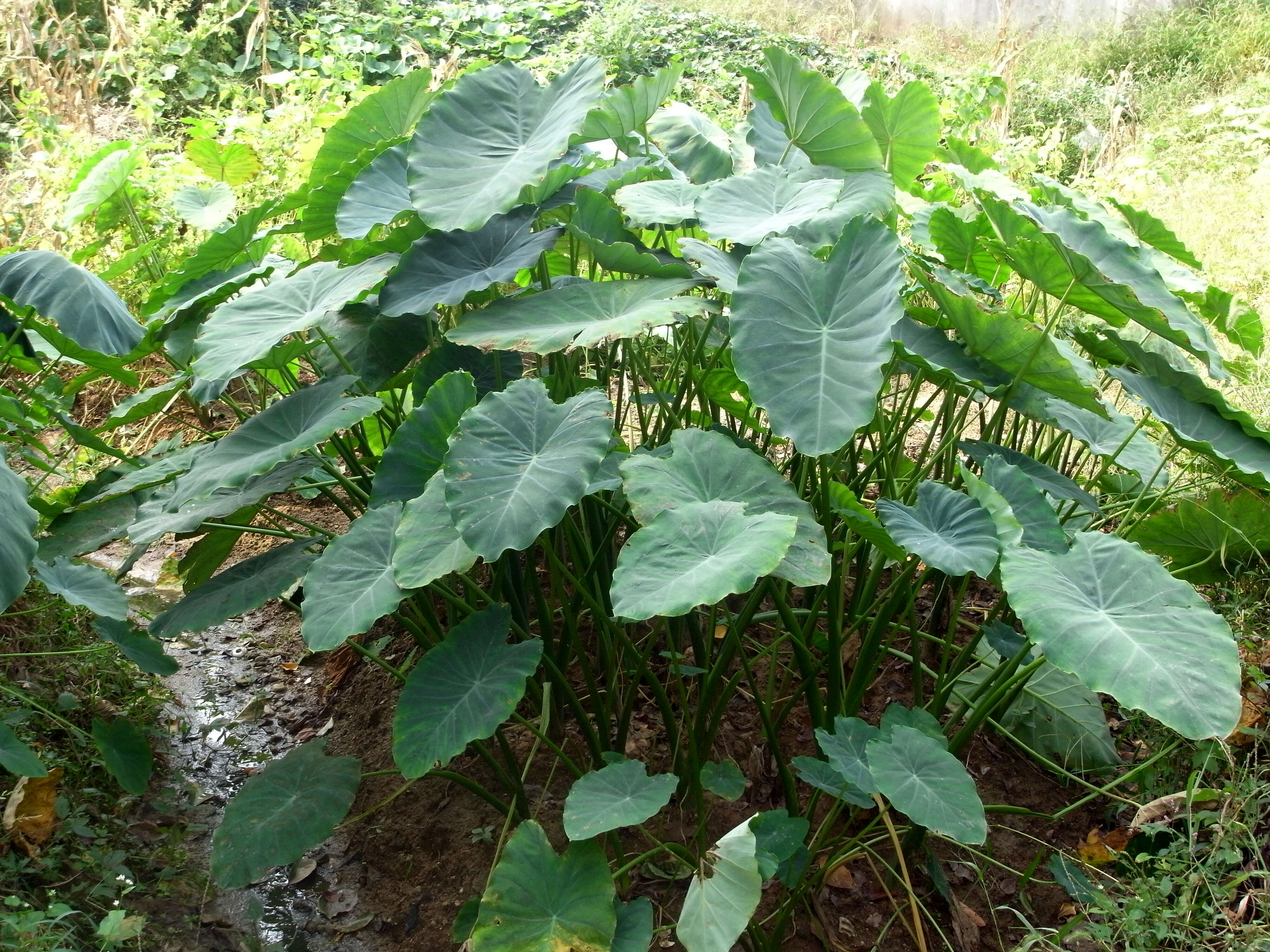 Image of Wild Taro