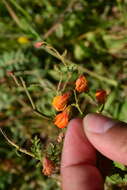 Image of Hermannia diffusa L. fil.