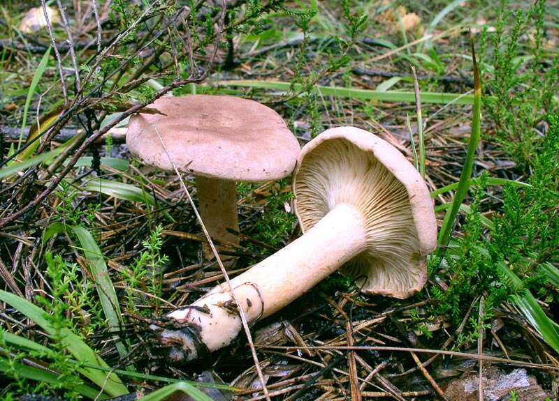 Lactarius helvus (Fr.) Fr. 1838 resmi