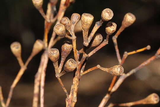 Image of Australian tallowwood