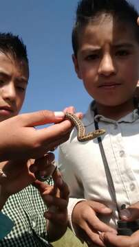 Image of Longtail Alpine Garter Snake