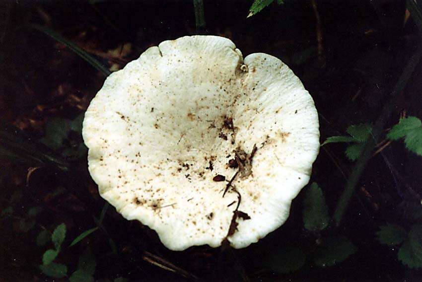 Image of Lactarius piperatus (L.) Pers. 1797