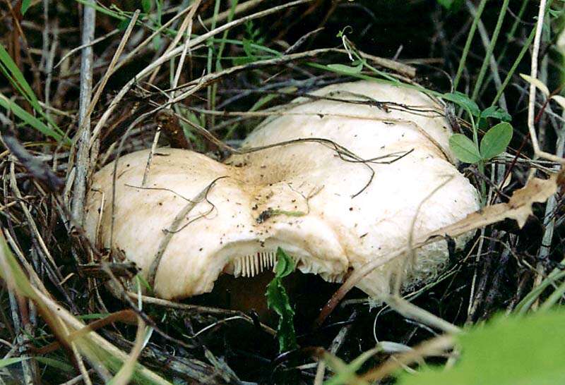 Image of Downy milkcap