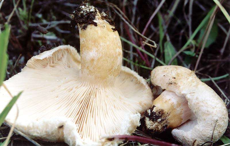 صورة Lactarius pubescens Fr. 1838