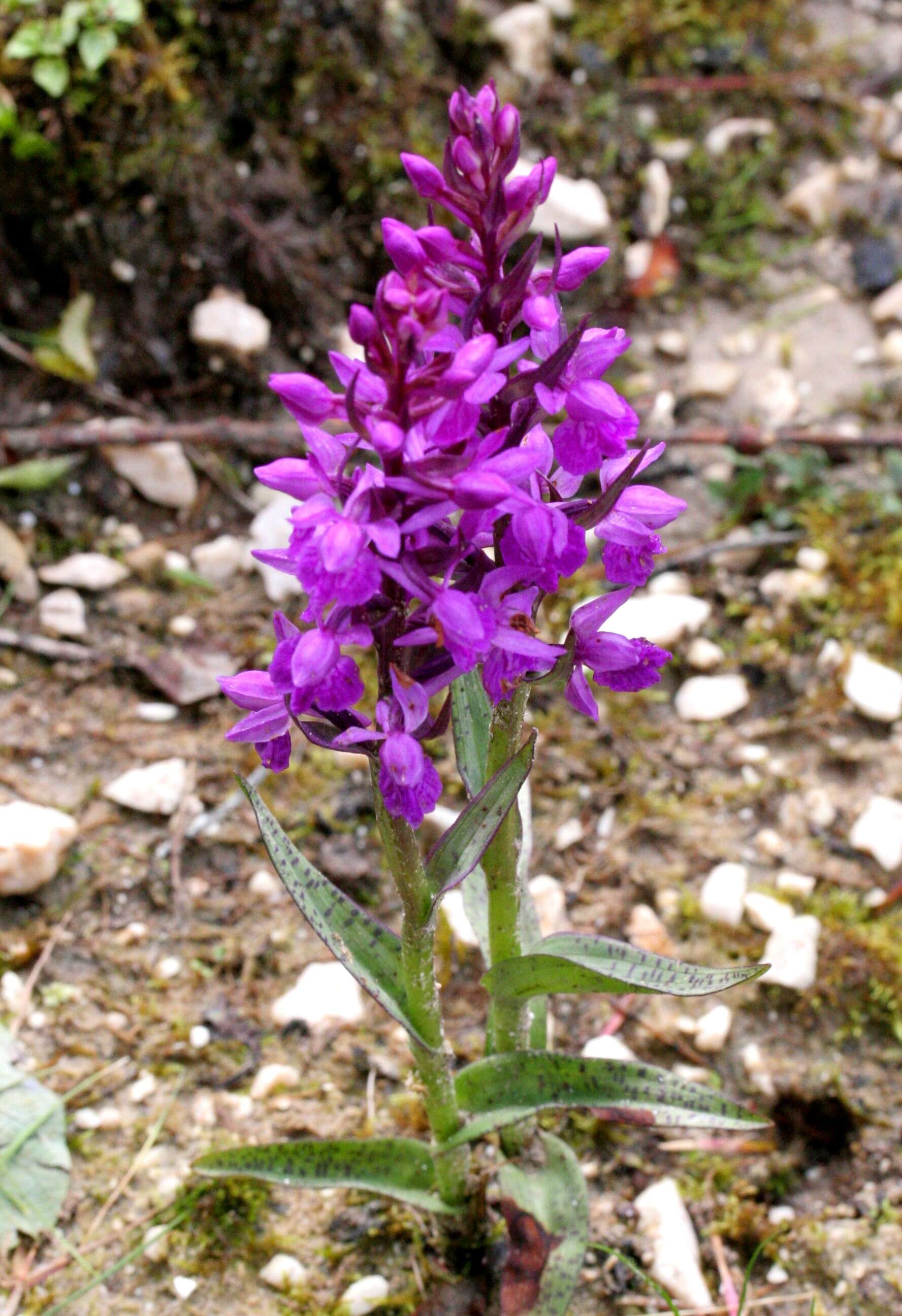 Image of Narrow-leaved marsh-orchid