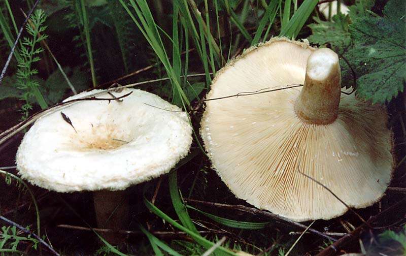 صورة Lactarius pubescens Fr. 1838