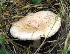 Image of Downy milkcap