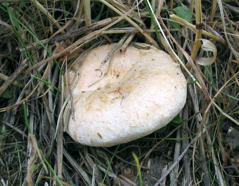 صورة Lactarius pubescens Fr. 1838