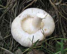 صورة Lactarius pubescens Fr. 1838