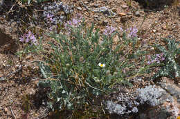 Image de Astragalus andersonii A. Gray