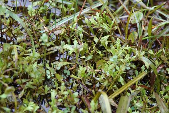 Image of Centipeda minima subsp. minima