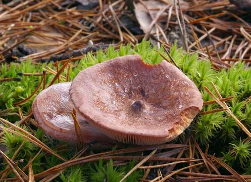 Image of Rufous Milkcap