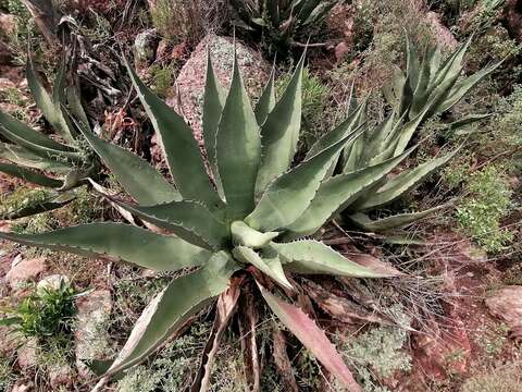 Image of Agave salmiana subsp. crassispina (Trel.) Gentry