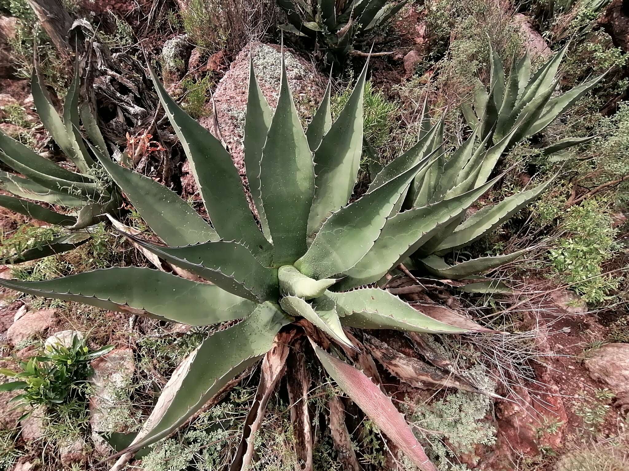 Слика од Agave salmiana subsp. crassispina (Trel.) Gentry