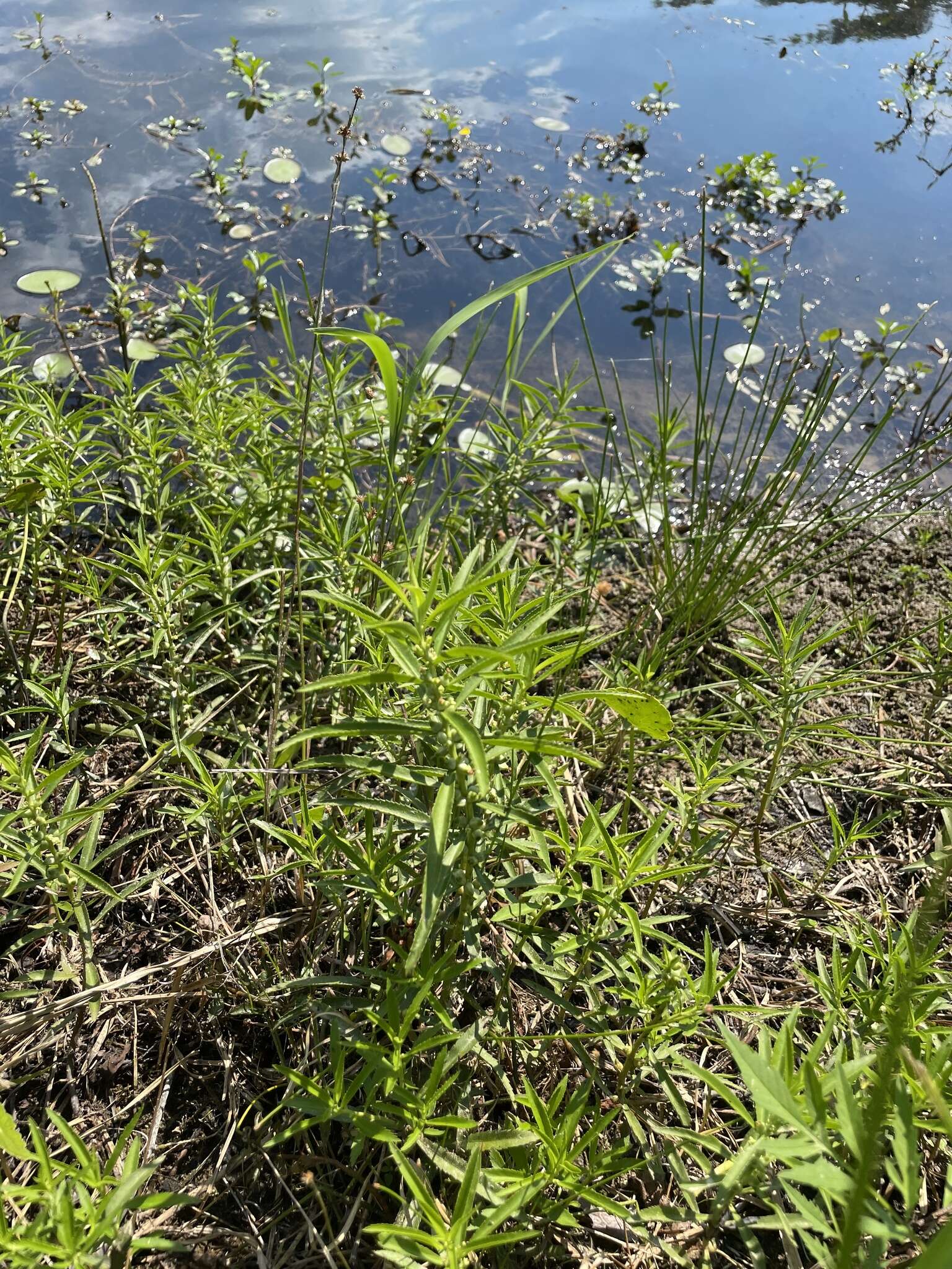 Image of marsh mermaidweed