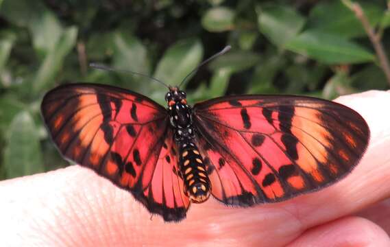 Image of Acraea petraea Boisduval 1847